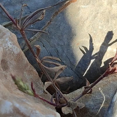 Crucianella latifolia, photographed by Quentin Groom
