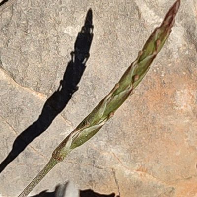 Crucianella latifolia, photographed by Quentin Groom