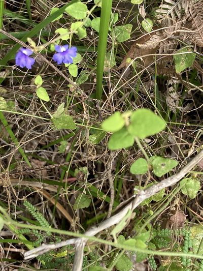 Dampiera hederacea, photographed by pimelea