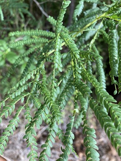 Acacia pentadenia, photographed by pimelea