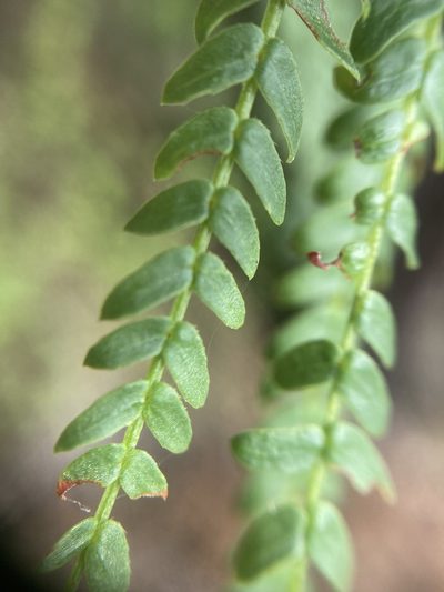 Acacia pentadenia, photographed by pimelea