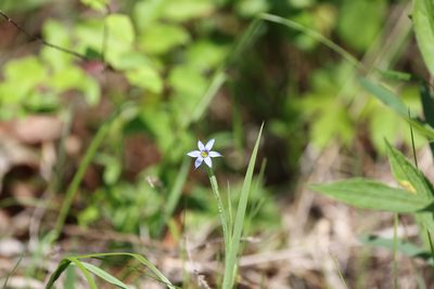 Sisyrinchium angustifolium, photographed by Kathy Richardson