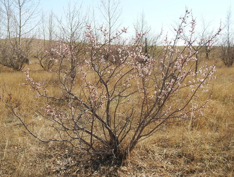 Prunus sibirica, photographed by Анна Васильченко