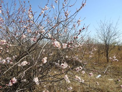 Prunus sibirica, photographed by Анна Васильченко