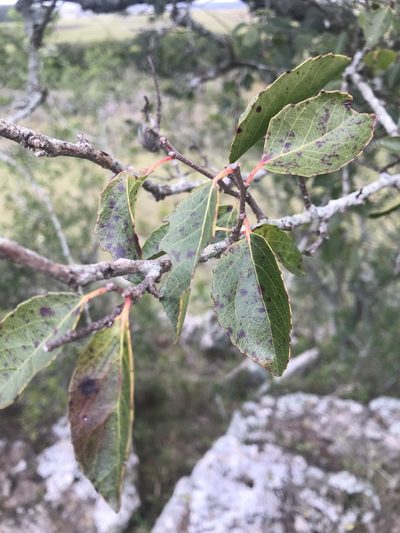 Xylosma tweediana, photographed by Gabriel Perazza
