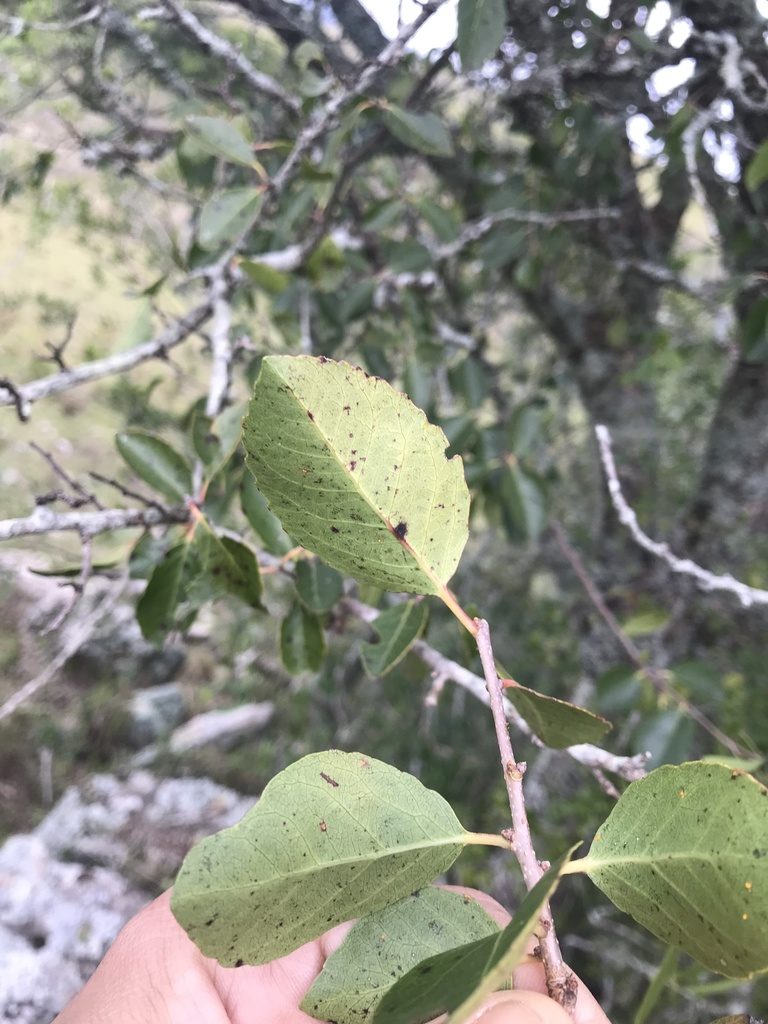 Xylosma tweediana, photographed by Gabriel Perazza