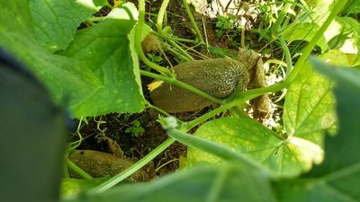 Cucumis sativus, photographed by Dinesh Valke