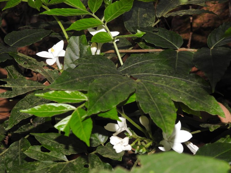 Munronia pinnata, photographed by Hopeland