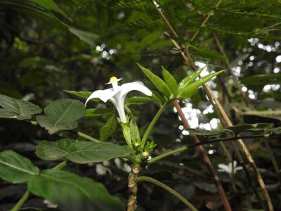 Munronia pinnata, photographed by Hopeland