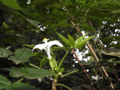Munronia pinnata, photographed by Hopeland