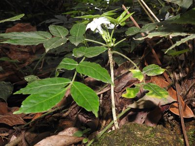 Munronia pinnata, photographed by Hopeland