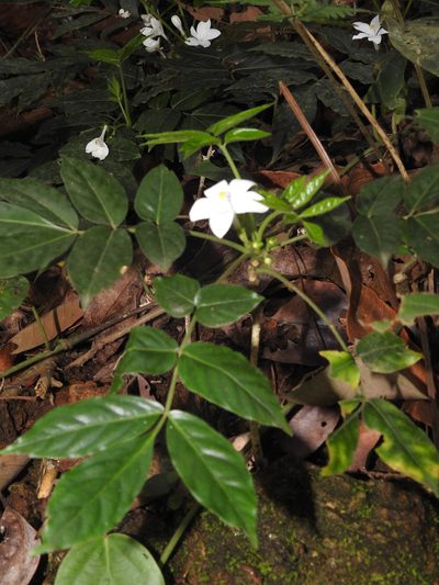 Munronia pinnata, photographed by Hopeland