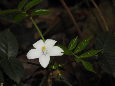 Munronia pinnata, photographed by Hopeland