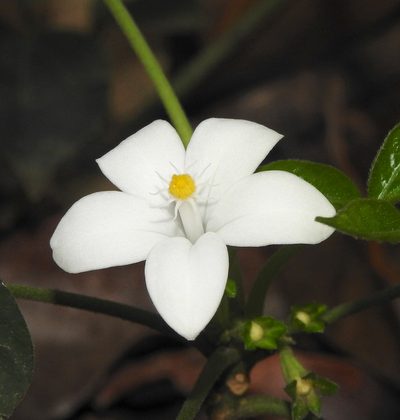 Munronia pinnata, photographed by Hopeland
