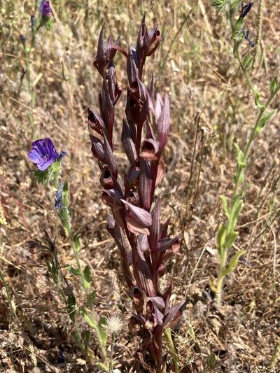 Serapias bergonii, photographed by Lukas Schärer
