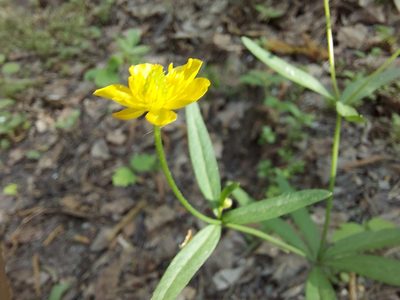 Ranunculus monophyllus, photographed by Pavel Borodin