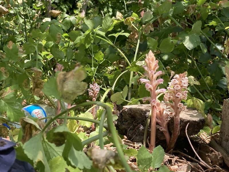Orobanche pubescens, photographed by John Kenrick Gibson