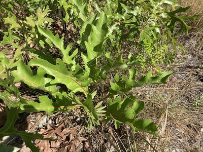 Silphium compositum, photographed by Lauren Gillett