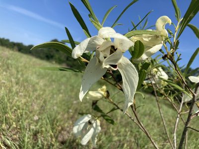 Asimina angustifolia