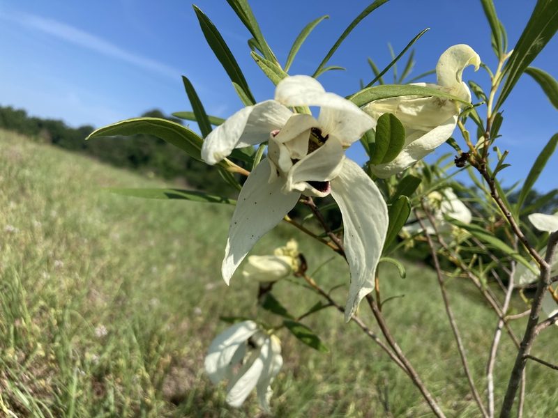 Asimina angustifolia, photographed by Lauren Gillett