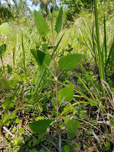 Eupatorium mikanioides, photographed by Leila Dasher