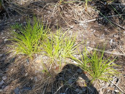 Eriocaulon decangulare, photographed by Leila Dasher