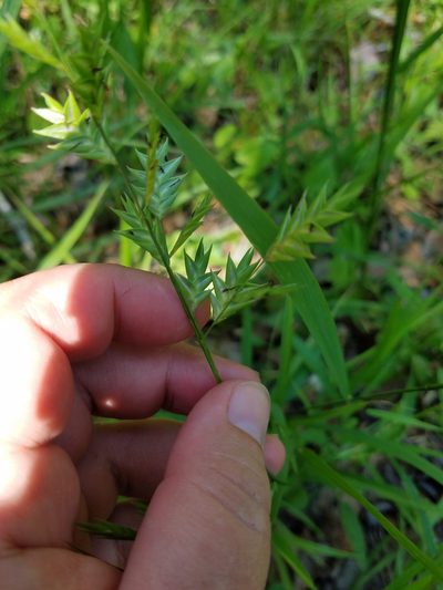 Chasmanthium nitidum, photographed by Leila Dasher
