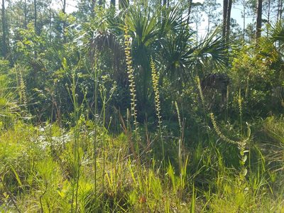 Aletris lutea