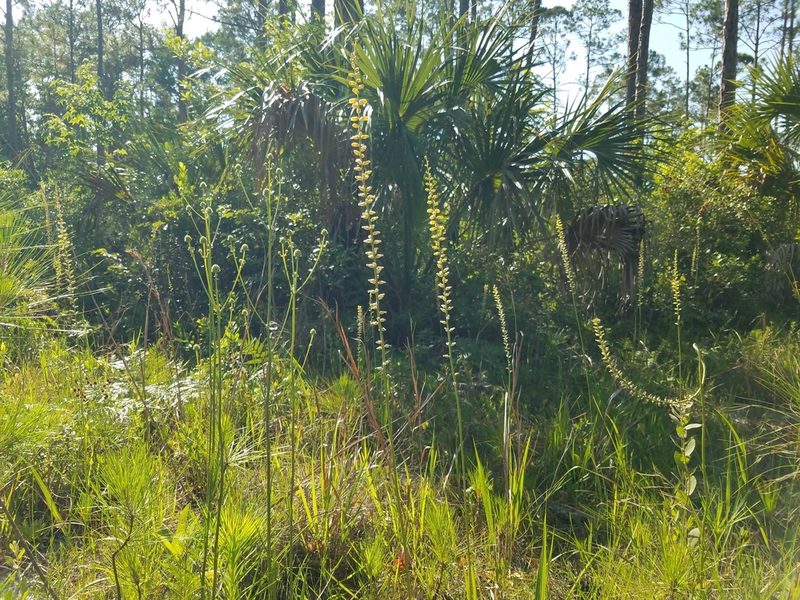 Aletris lutea, photographed by Leila Dasher
