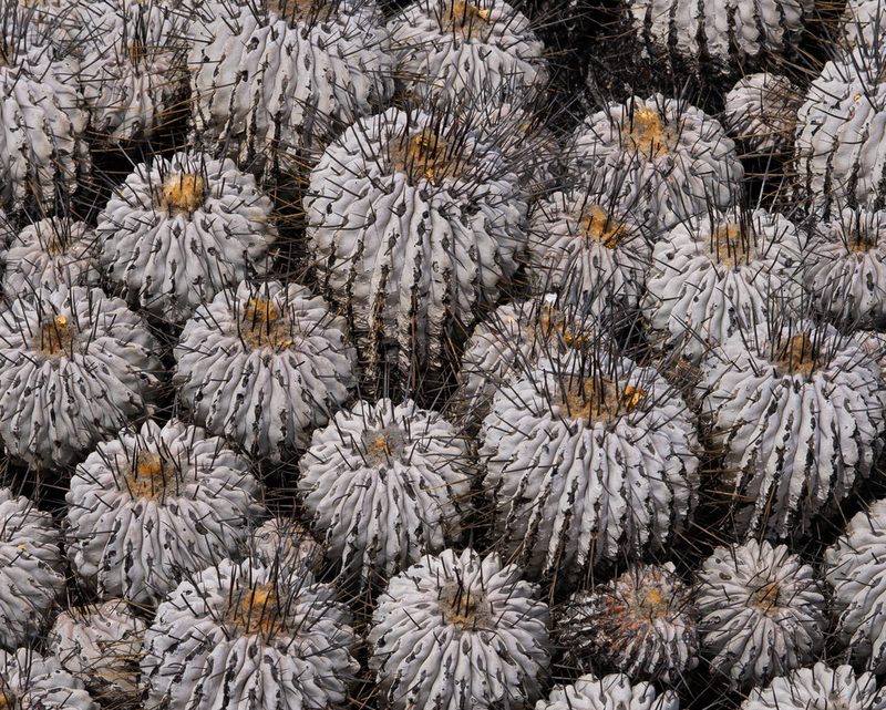 Copiapoa dealbata, photographed by Nicolás Villaseca Merino
