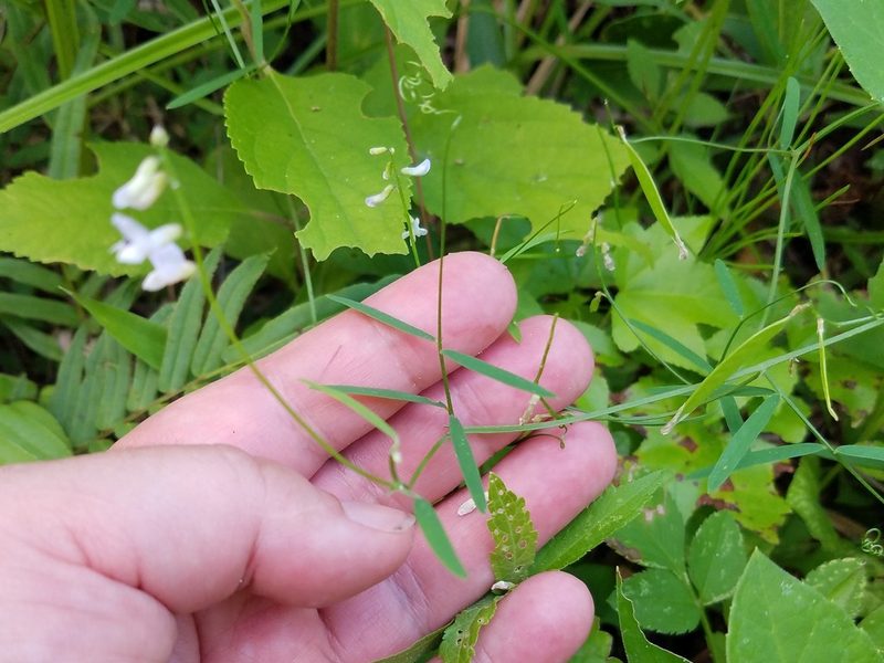 Vicia acutifolia, photographed by Leila Dasher