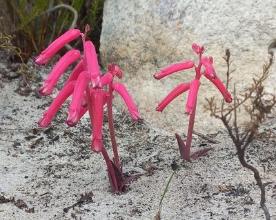 Lachenalia punctata, photographed by flamelily