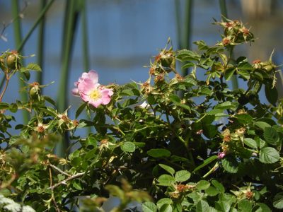 Rosa rubiginosa, photographed by Mary K. Hanson