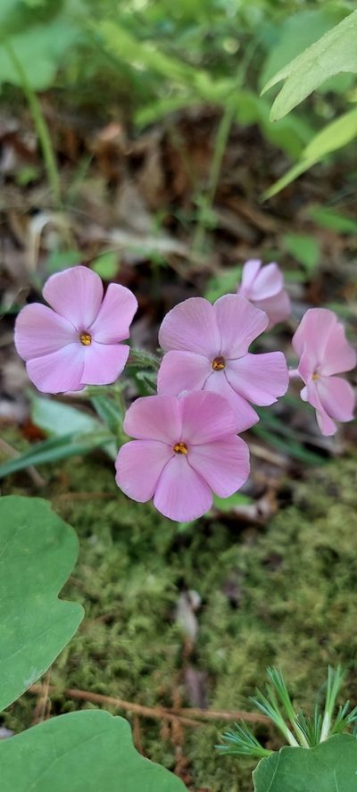 Phlox buckleyi, photographed by kirk gardner
