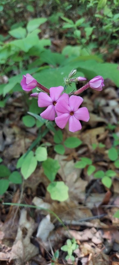 Phlox buckleyi, photographed by kirk gardner