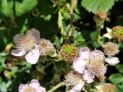 Rubus armeniacus, photographed by Mary K. Hanson