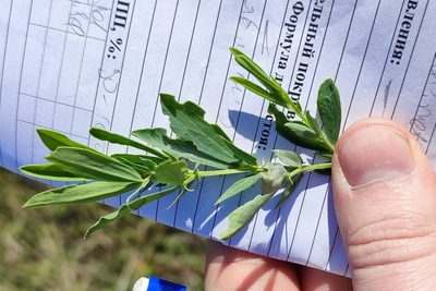 Lathyrus tuberosus, photographed by Yurii Basov