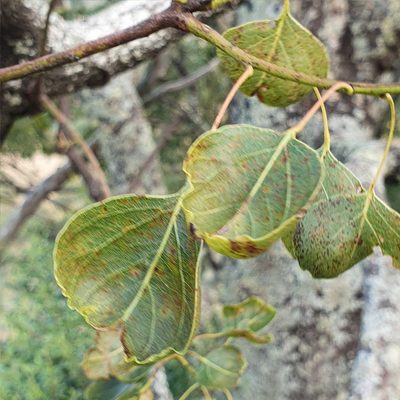 Brachychiton populneus, photographed by ronavery