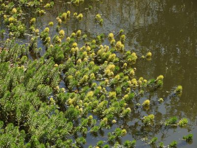 Myriophyllum aquaticum, photographed by Mary K. Hanson