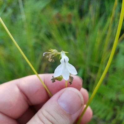 Lobelia paludosa