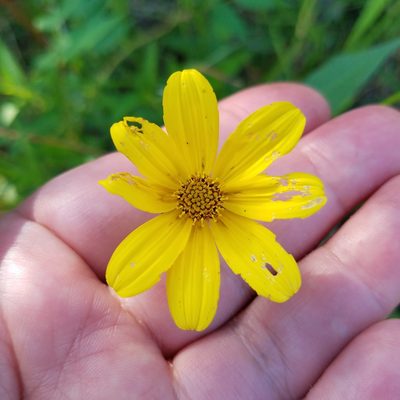 Bidens mitis