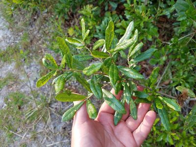 Quercus virginiana, photographed by Leila Dasher