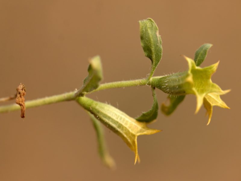 Hyoscyamus pusillus, photographed by Вячеслав Юсупов