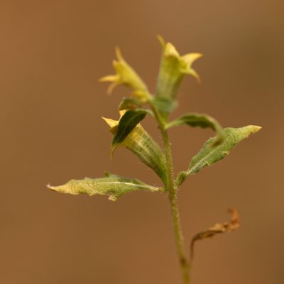 Hyoscyamus pusillus, photographed by Вячеслав Юсупов
