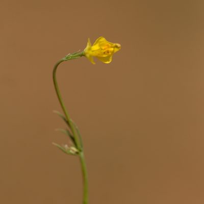 Hypecoum pendulum, photographed by Вячеслав Юсупов