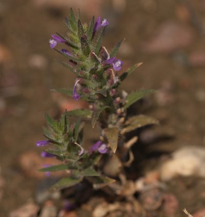 Ziziphora tenuior, photographed by Вячеслав Юсупов