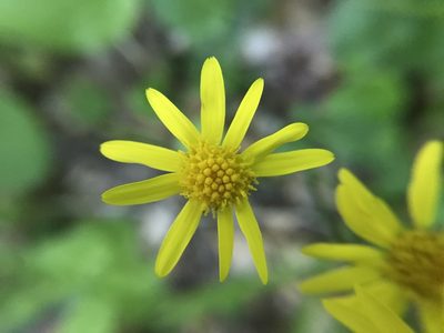 Packera aurea, photographed by adam busey
