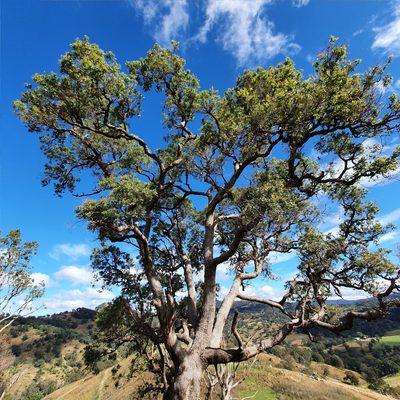 Angophora subvelutina, photographed by ronavery