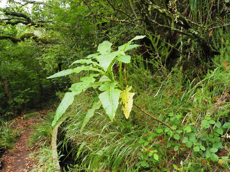 Sonchus fruticosus, photographed by gwynmwilliams