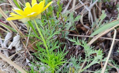 Adonis vernalis, photographed by Yurii Basov